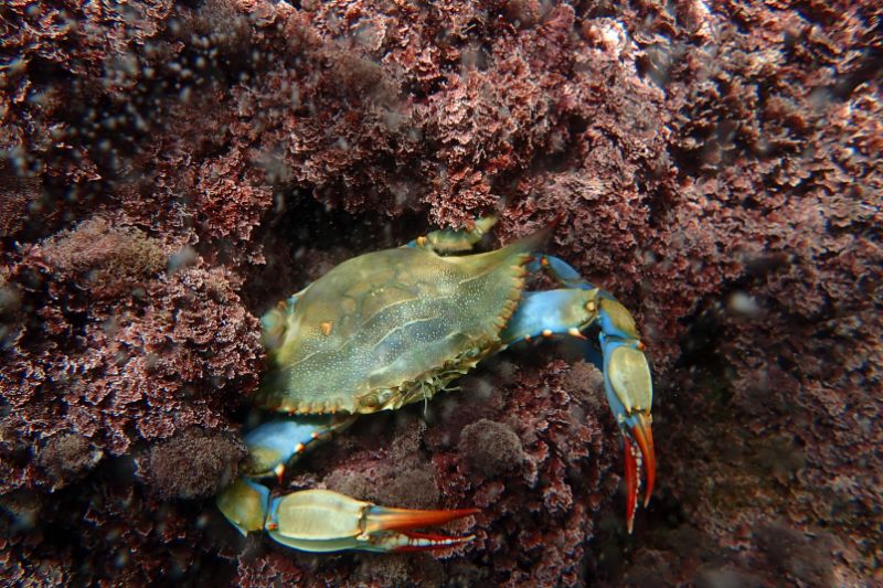Crabs invades habitat