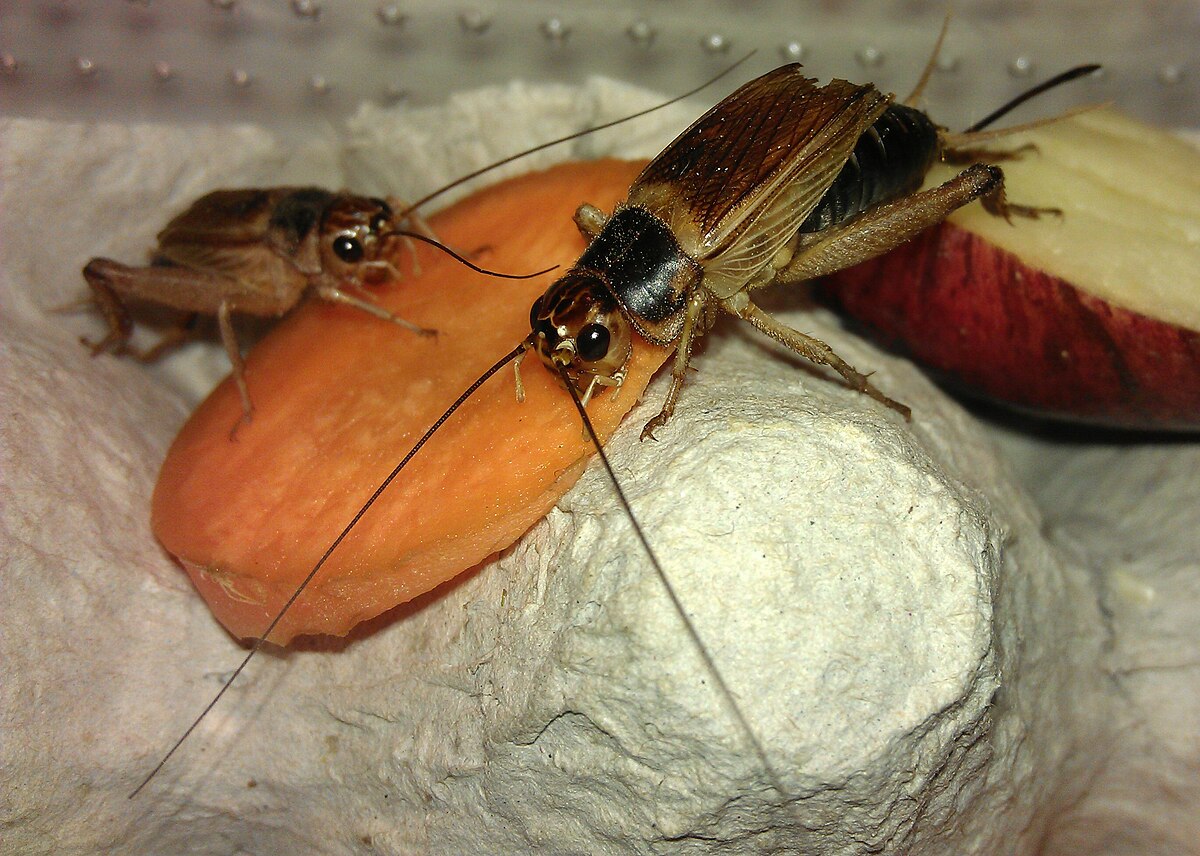 Crickets feeding on carrot