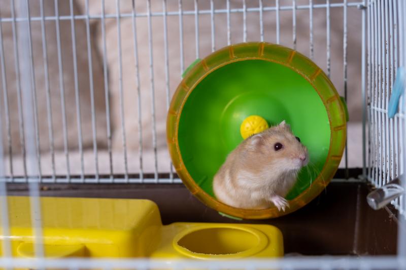 Cute hamster running a green wheel inside a cage