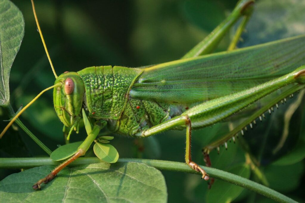 Explore the correlation between the diet of grasshoppers and their habitat preferences, highlighting the importance of providing suitable vegetation to attract and sustain these insects.
