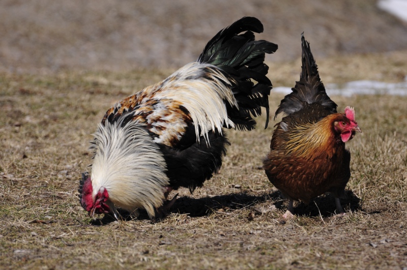 Beautiful pair of Dorking Heritage Breed Chicken and Rooster during early spring