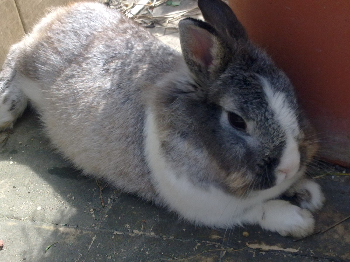 Image of an adult dutch rabbit