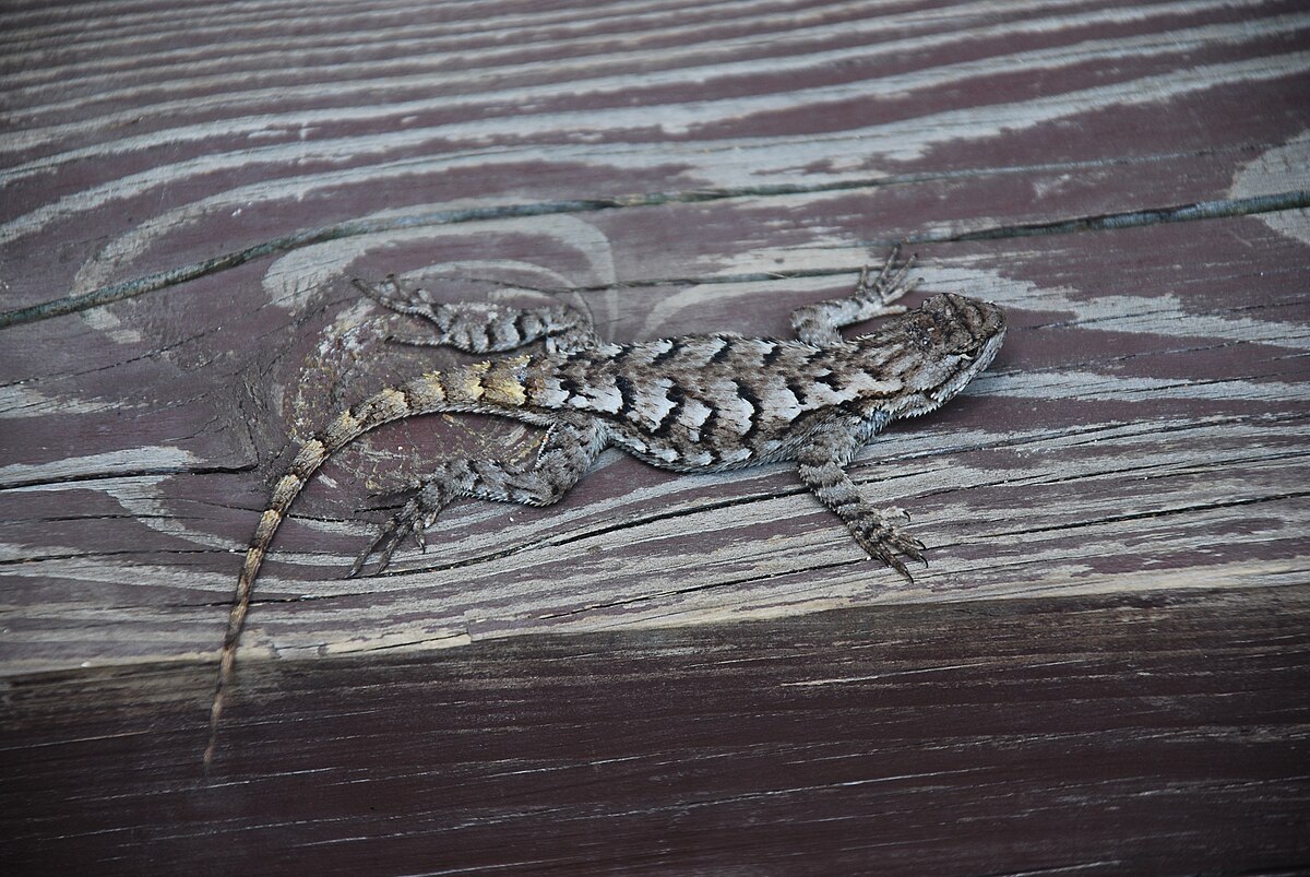 Lizard at Douthat State Park camouflaging on wood