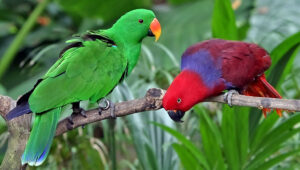 Eclectus parrots, male left and female right