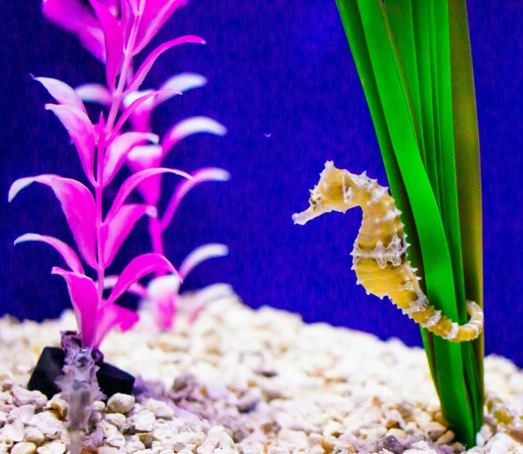 Efficient filtration is essential for maintaining water quality in a seahorse aquarium, removing waste and maintaining stable parameters vital for their health.