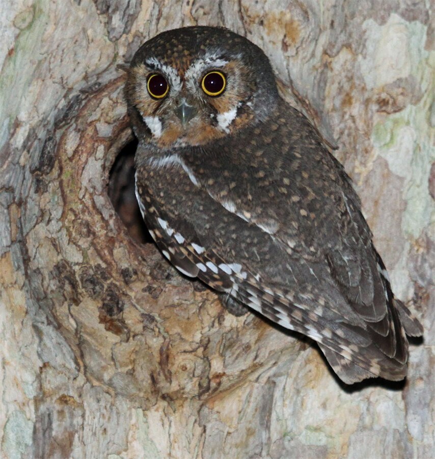 Elf Owl (Micrathene whitneyi) at nest hole