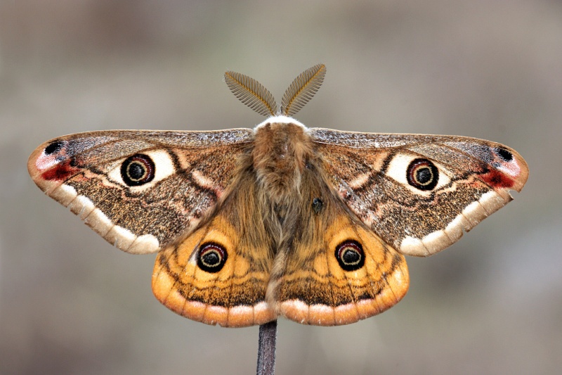 5 Fascinating Facts about Fuzzy Caterpillars: Exploring the World of Nature's Cozy Crawlers 2 Small Emperor Moth (Saturnia pavonia) is a moth of the family Saturniidae, macro photo.