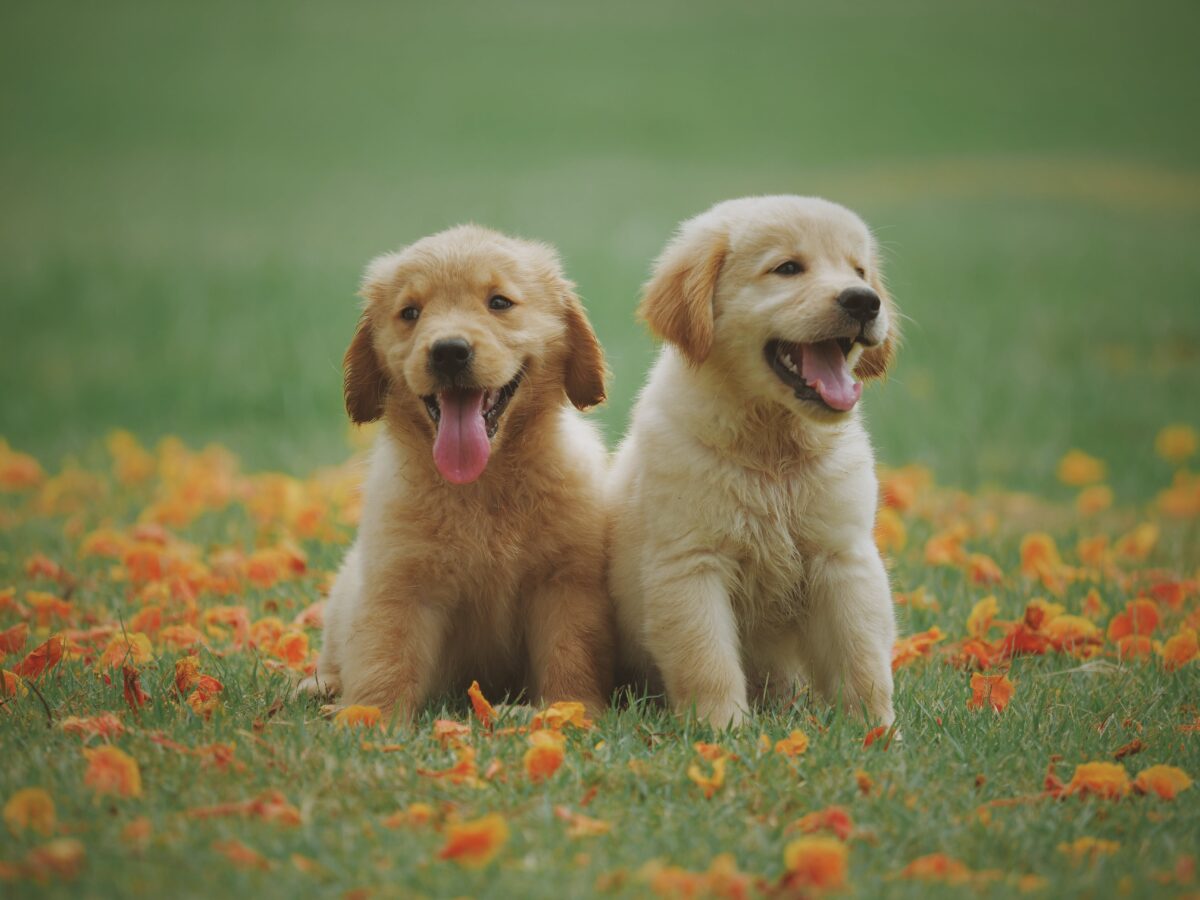 Explore essential tips for ensuring optimal growth and well-being in your puppy, from providing a balanced diet and regular exercise to creating a safe and stimulating environment for their development.