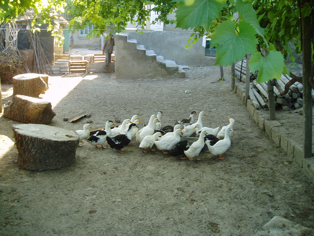 An image depicting a group of domestic ducks being fed in a backyard setting, titled "Feeding Domestic Ducks: A Different Duck Tale.