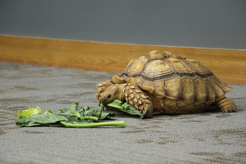 Feeding a Pet Tortoise