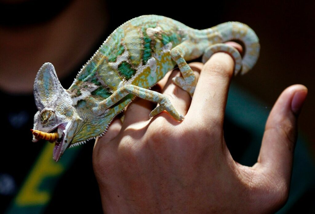 A close-up photo of a Yemen chameleon catching and consuming a cricket with its long tongue.