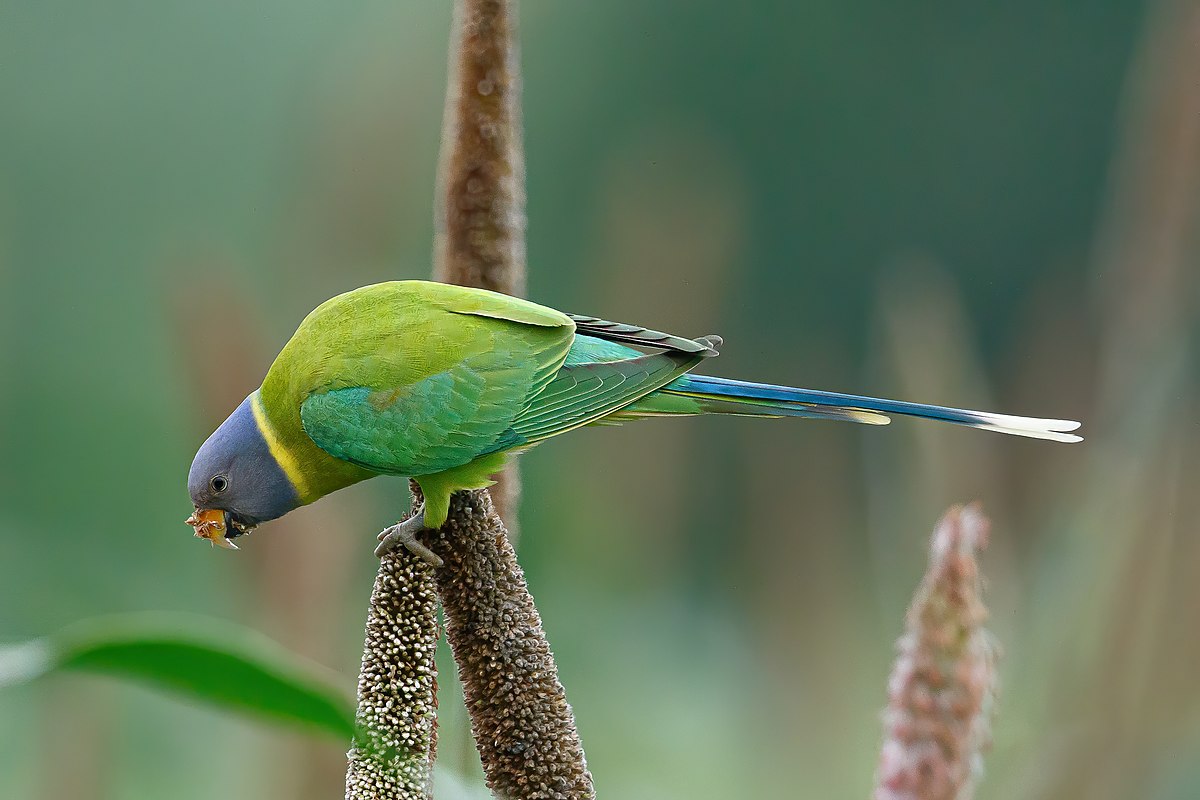 A Female Plum Headed Parakeet