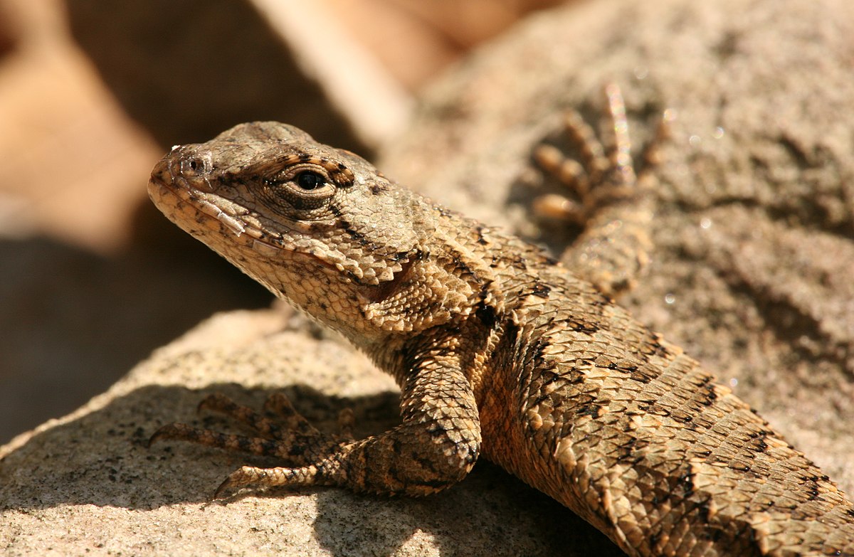 Eastern fence lizard at the Shawnee National Forest