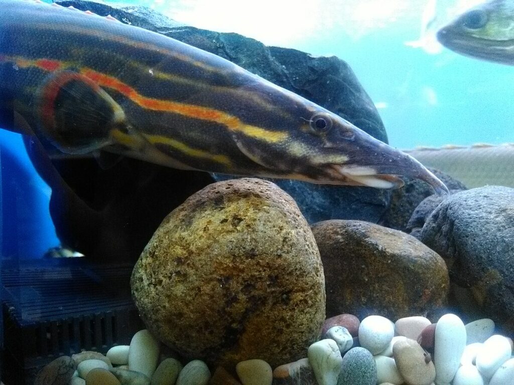Fire eel in the corner of aquarium