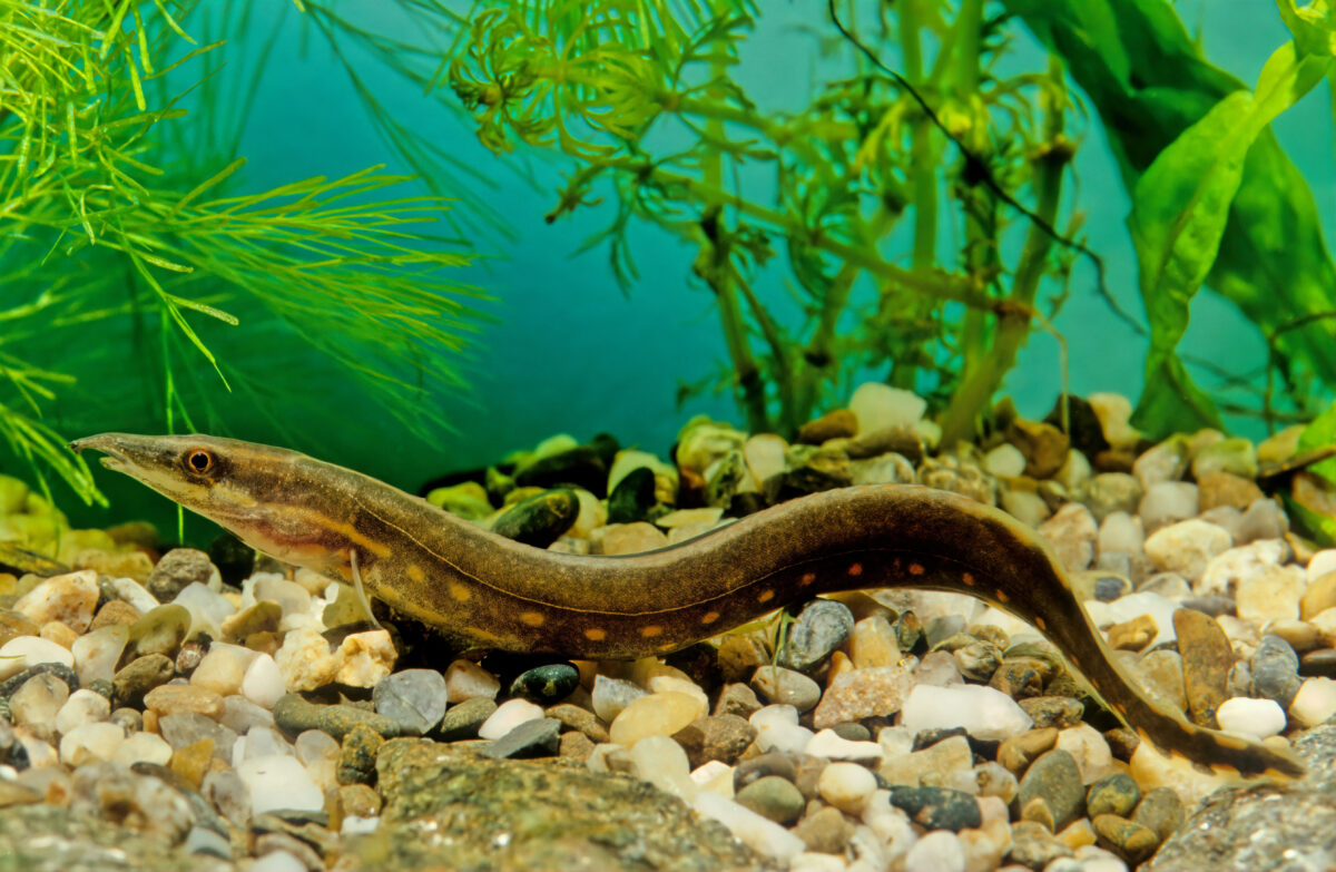 Fire eel, Mastacembelus erythrotaenia