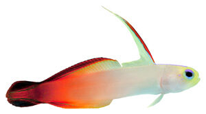 firefish_goby-9608573
