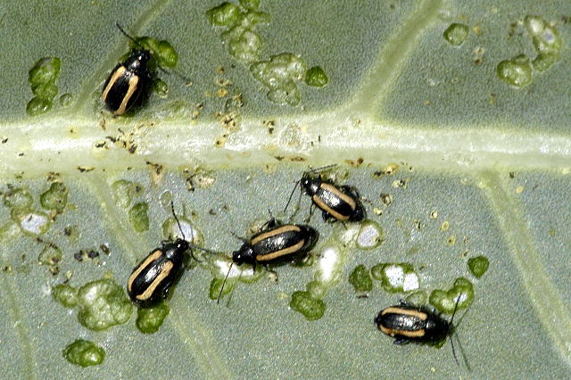 Group of Phyllotreta vittula flea beetles eating a leaf