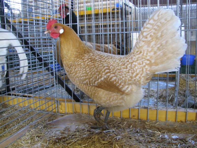 Caged Friesian Chicken