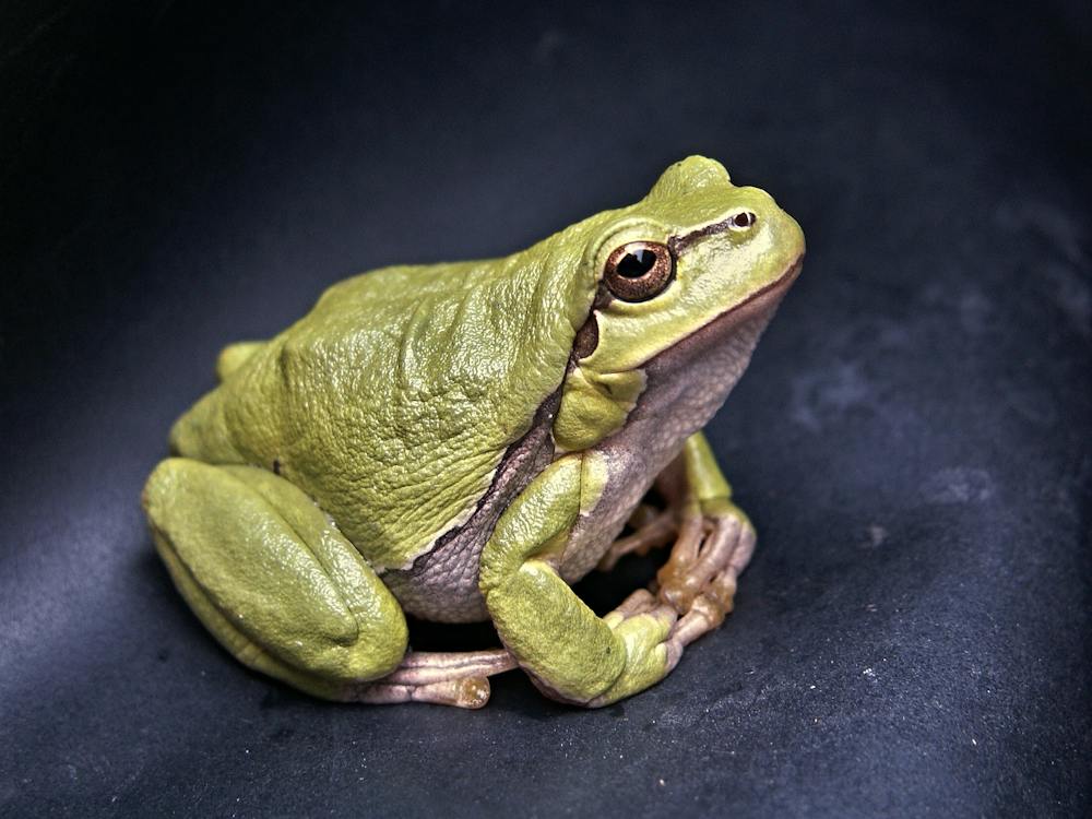 A green frog