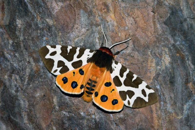 Garden Tiger Moth upclose