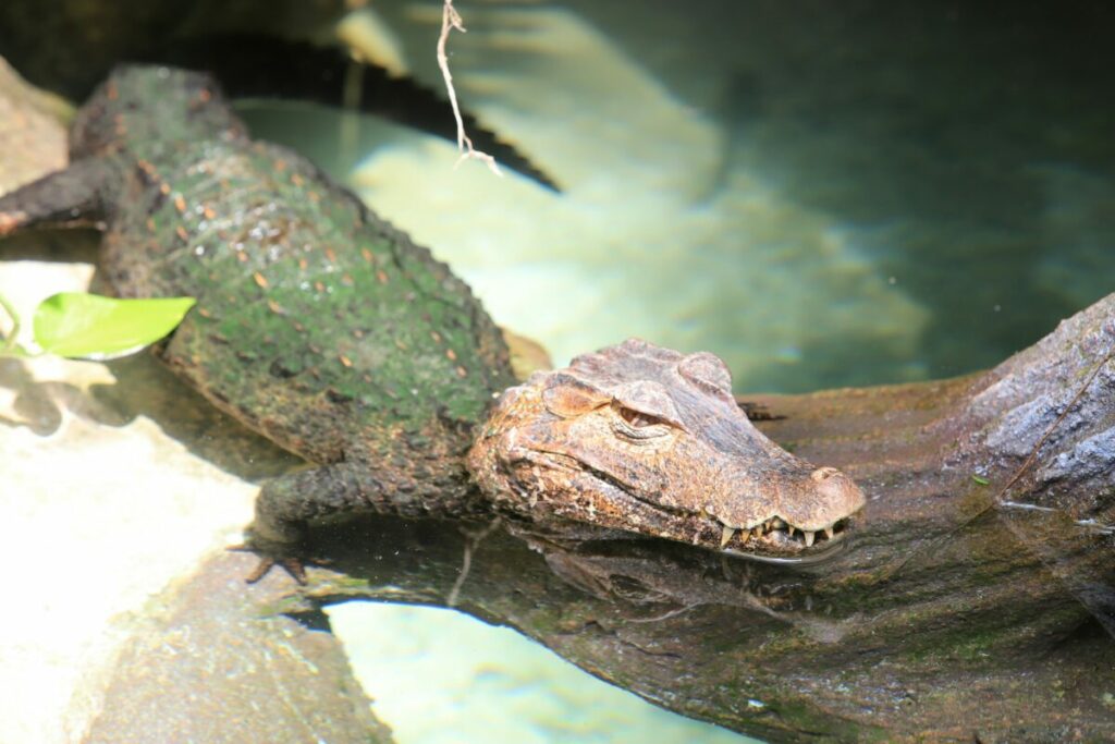 Delve into the realities of having a pet alligator and dispel common fears, examining the temperament and behavior of these reptiles when raised in captivity.