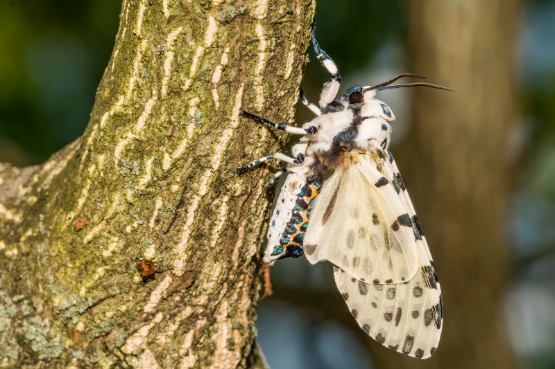 Giant Leopard Moth - Hypercompe scribonia