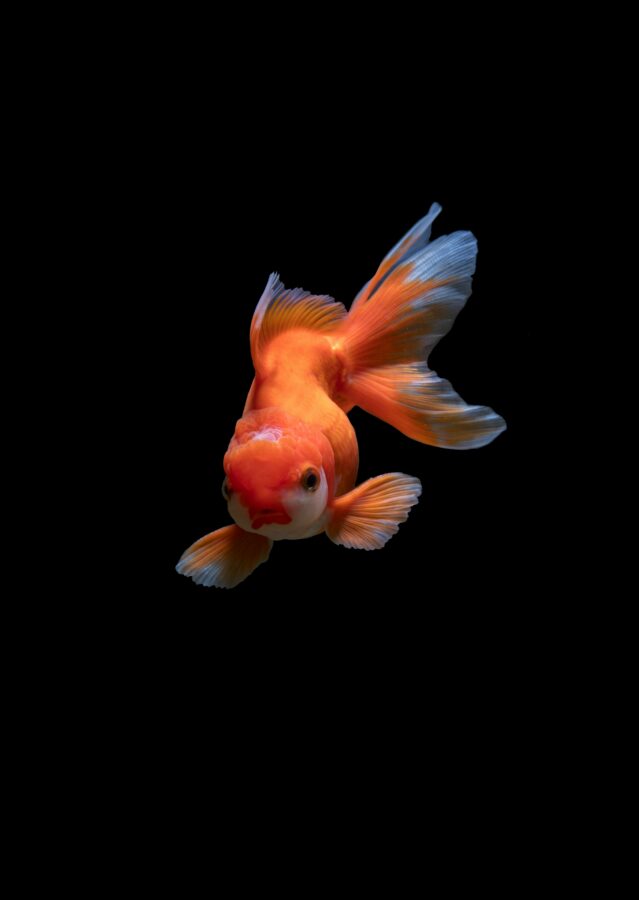 Delve into the fascinating world of goldfish lifespan in this comprehensive exploration.