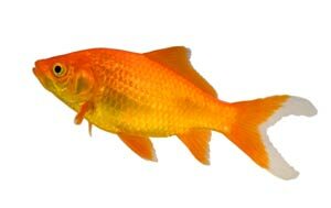goldfish_lifespan-7695833
