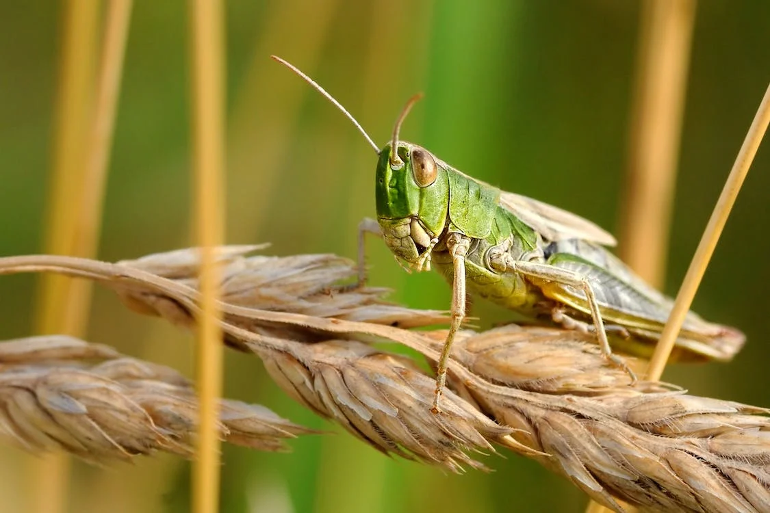 Grasshopper feeding on a wheat