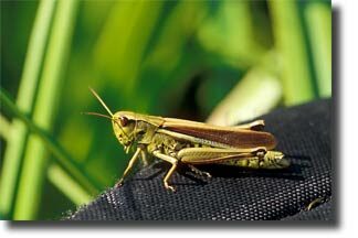 grasshopper_habitat2-6523226