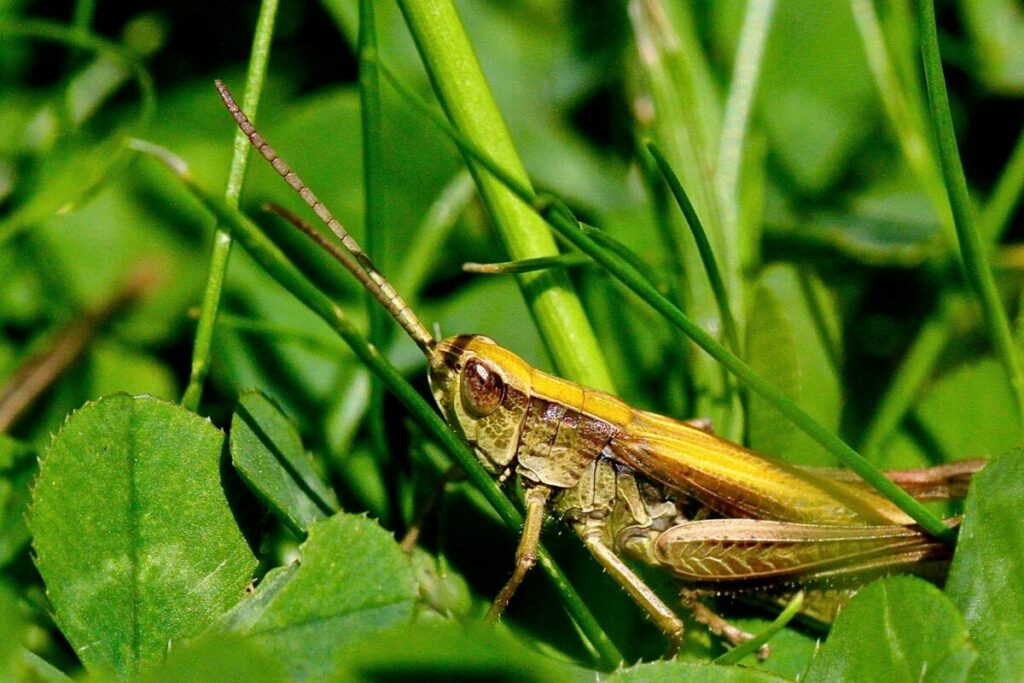 Explore the diverse habitats of grasshoppers in grasslands, from open fields to meadows rich in vegetation, highlighting the importance of these environments for their survival and reproduction.