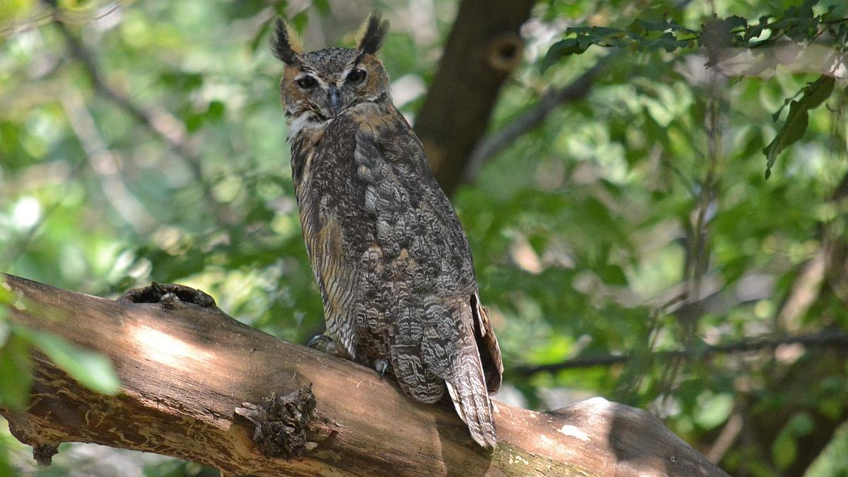 Great horned owl showing much of its camouflage pattern