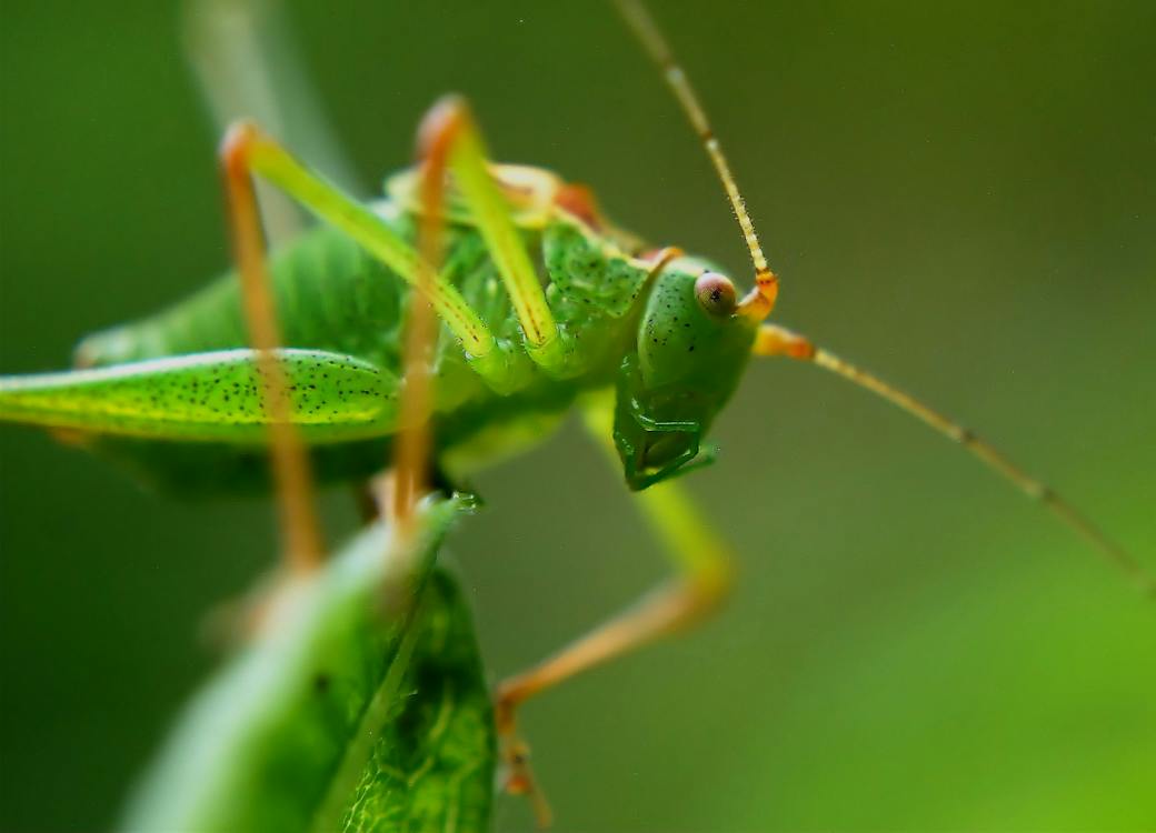 Green grasshopper feeding on a plant