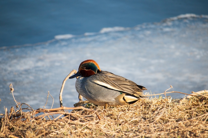 A male Green-winged teal duck sitting on dry grass by the river in winter.
