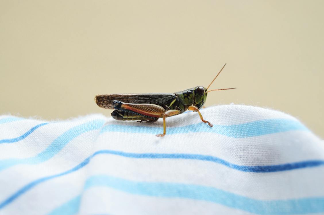 A house cricket on a cloth