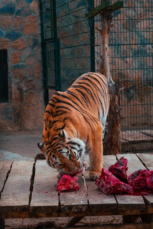 Dive into the world of tiger nutrition as we explore the savory quantities they consume.