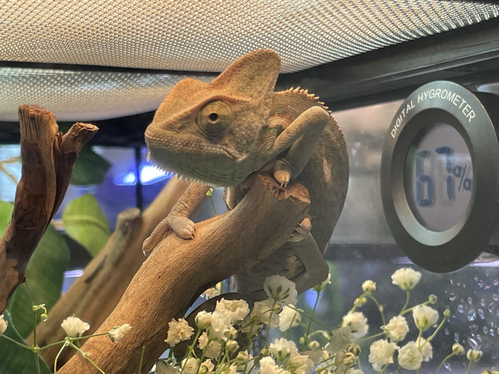 This image offers guidance on choosing the right chameleon enclosure, showcasing various options such as screen cages and glass terrariums.