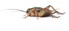 how_to_get_rid_of_crickets-2959635