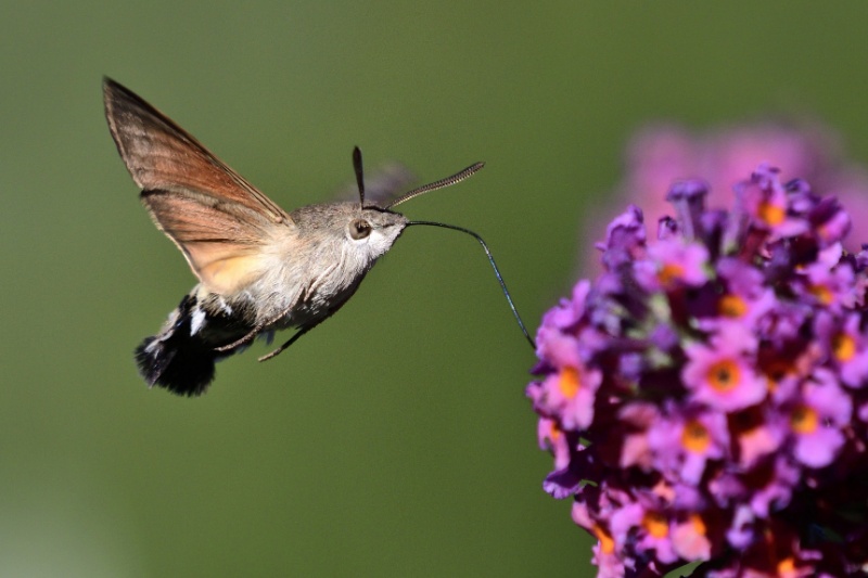 Hummingbird Hawk-moth lying near beautiful lavender flowers in a garden