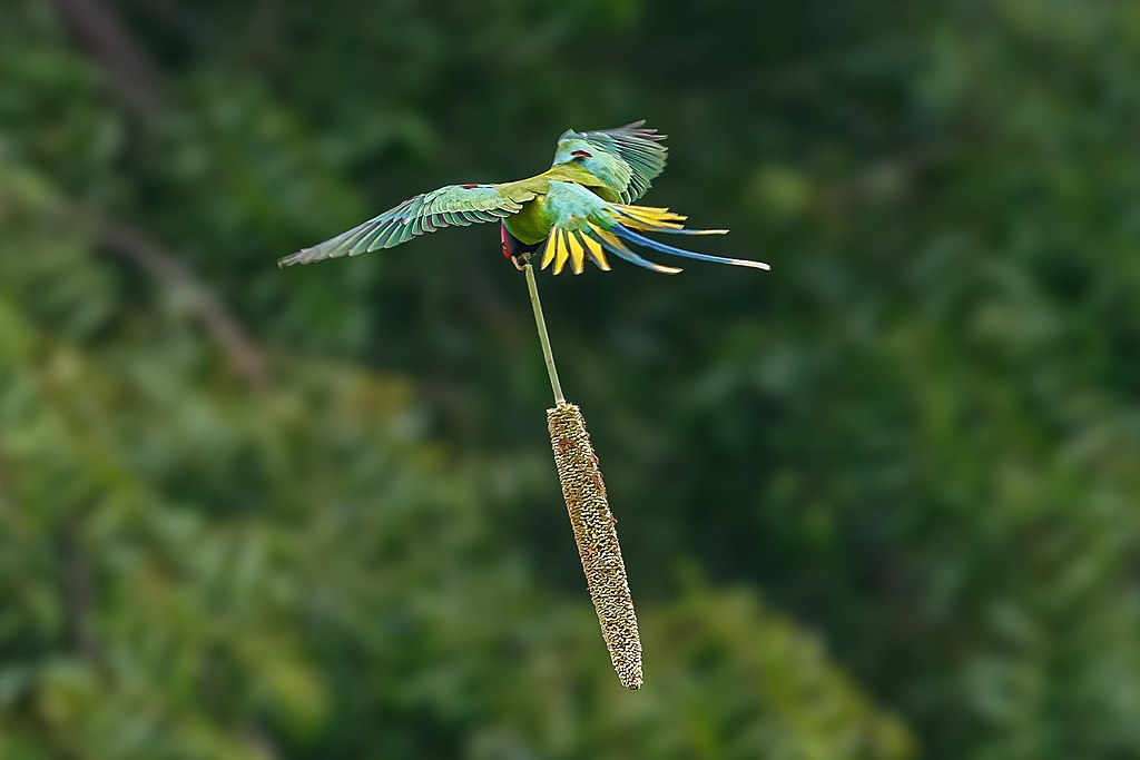 A photo of a parakeet flying inside a spacious aviary, showcasing the importance of exercise for avian health.