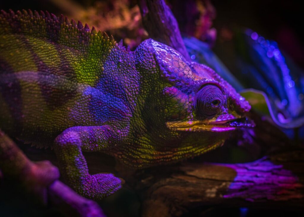 An image showing a Yemen chameleon basking under a UV light bulb in its terrarium.