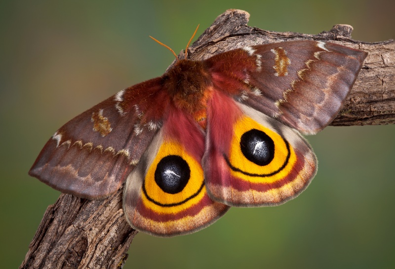 Types of Moths: A Comprehensive Guide to Their Varieties 7 IO Moth upclose
