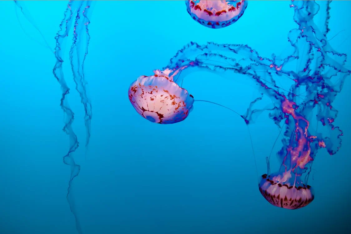 Jellyfish swimming on water