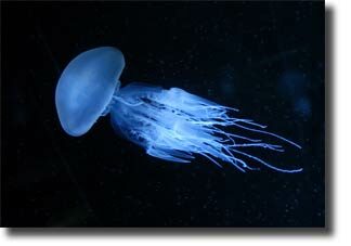 jellyfish_habitat2-2836865