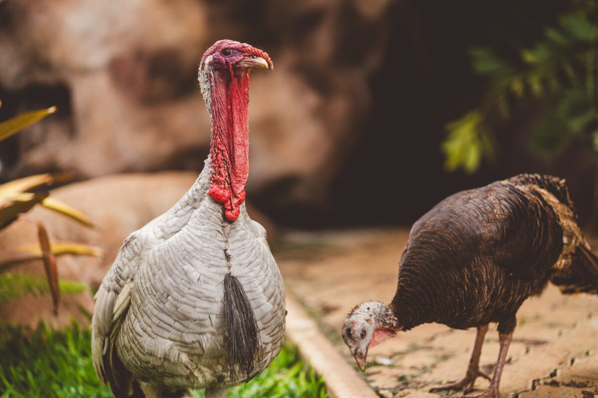 Learn the importance of keeping a clean environment for turkeys with this guide, covering essential tasks such as regular removal of droppings, changing bedding, and disinfecting surfaces