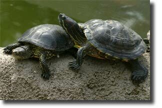 kinds_of_turtles2-5041367