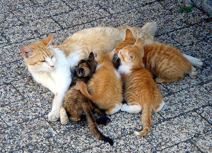 A litter of kittens suckling their mother