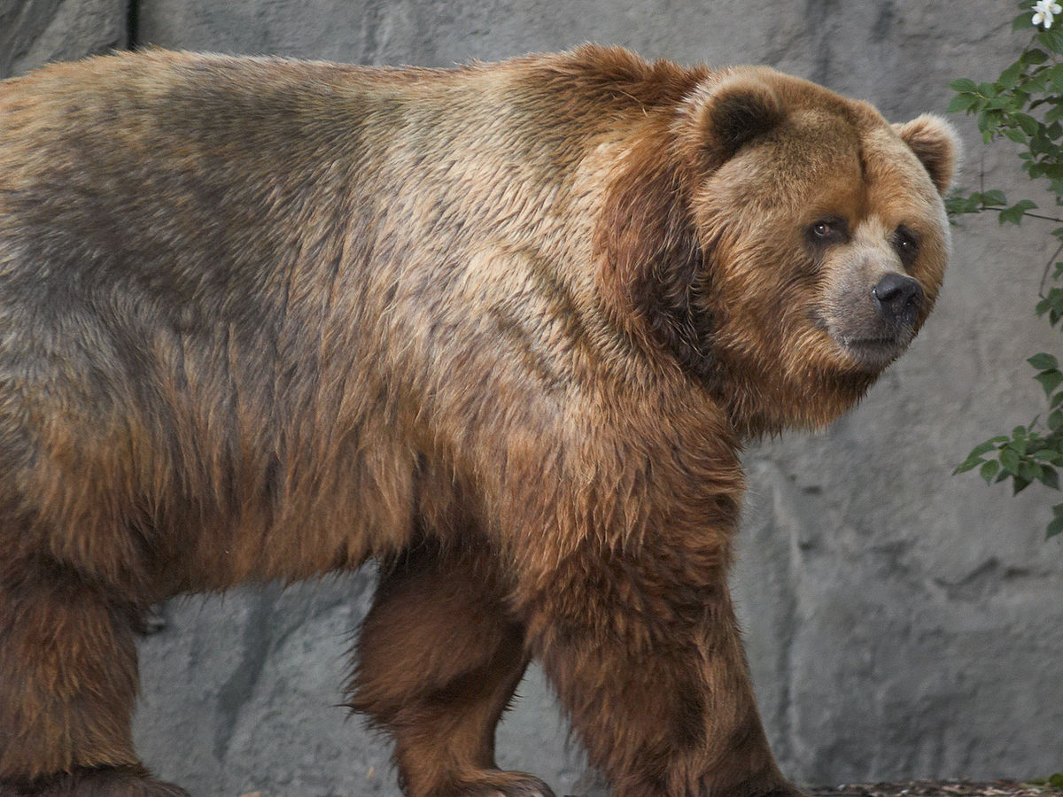 Kodiak bear in germany