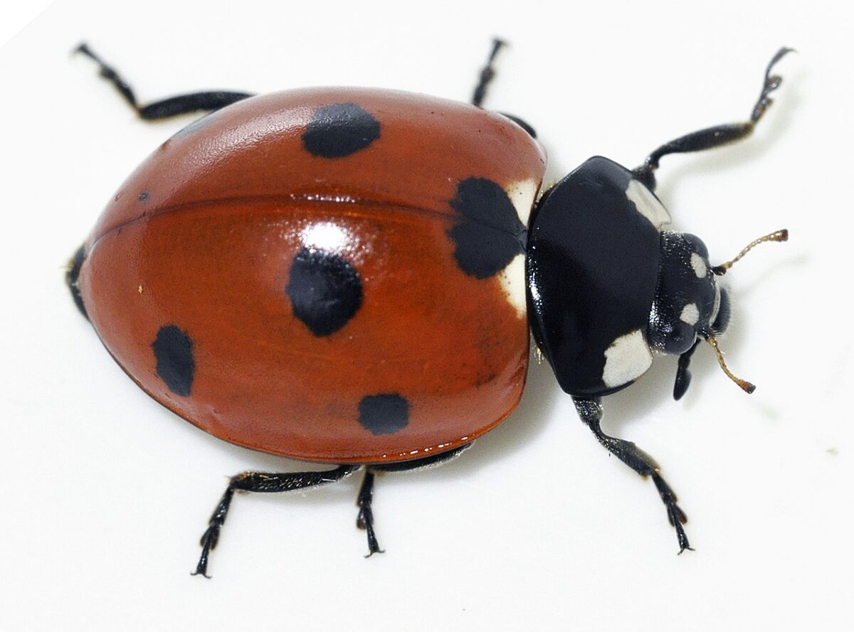Image of a Lady Bug