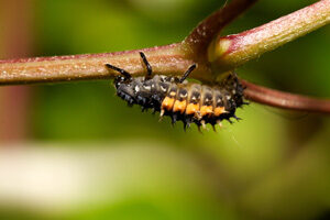 ladybird_larvae-5782753